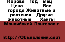 Корова 1 год 4 мец › Цена ­ 27 000 - Все города Животные и растения » Другие животные   . Ханты-Мансийский,Лангепас г.